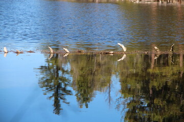 Reflections of mall branches on the water 