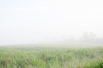 Obraz na płótnie Canvas the fog