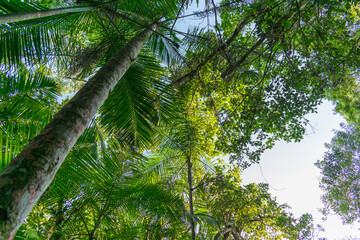 Fototapeta premium bottom view of trees in green forest with sky and sun rays