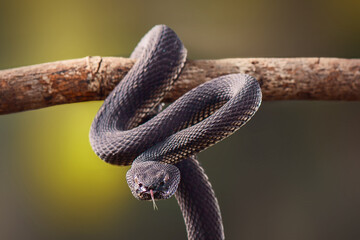 Mangrove viper  on a twigs  in tropical garden 