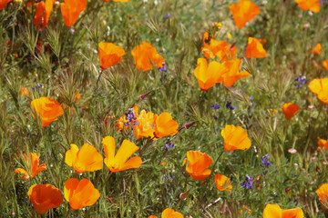 California poppies in the wild.