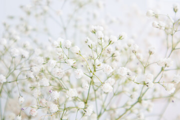 Gypsophila Flowers. Blooming white flowers