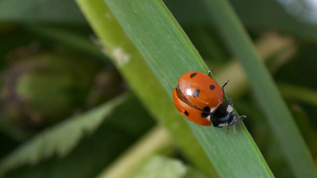 Ladybug or ladybird beetle walks along a blade of green grass and flies away