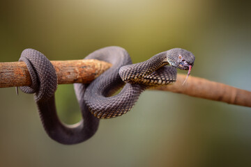 Mangrove Viper on branch in tropical garden 