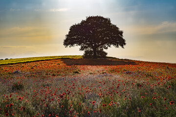 Fototapeta na wymiar tree in the field with poppy
