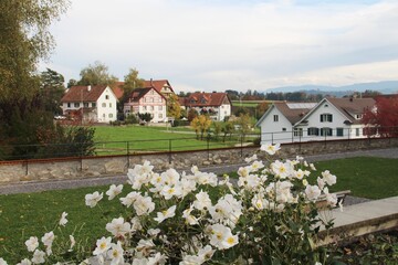 Fototapeta na wymiar White flowers overlooking charming Swiss houses in the country side.