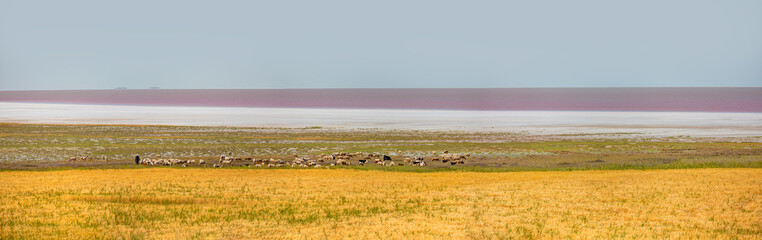 Herd of sheep grazing in the background Pink salt lake in the foreground golden wheat field