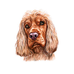 Watercolor illustration of a funny dog. Hand made character. Portrait cute dog isolated on white background. Watercolor hand-drawn illustration. Popular breed dog. Cocker Spaniel dog
