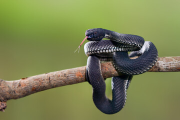 Mangrove Viper on branch in tropical garden 