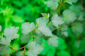 Physocarpus opulifolius bush in the garden. Selective focus.