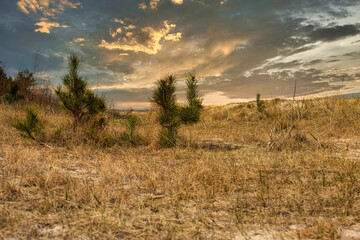 Fototapeta premium In the dunes by the sea...