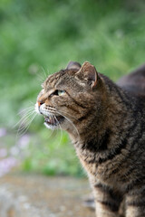 近所の野良ちゃん