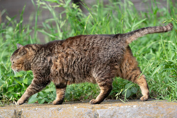 近所の野良ちゃん