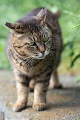 近所の野良ちゃん