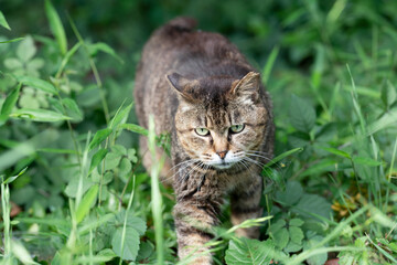 近所の野良ちゃん