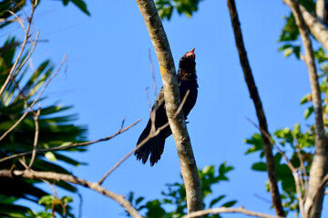 Cuckoo on a branch

