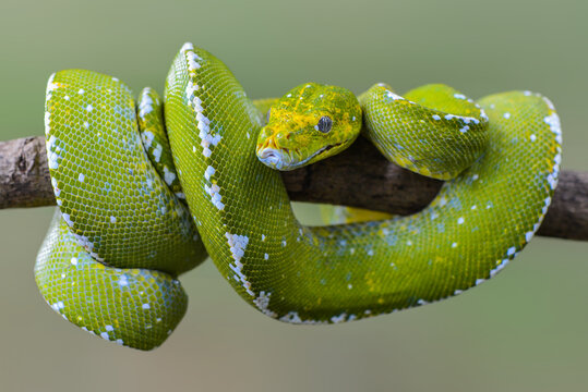 Green Python Tree on the branch in tropical garden 