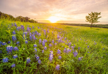 Bluebonnett Sunrise, Cedar Park TX