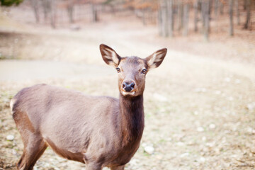 ELK