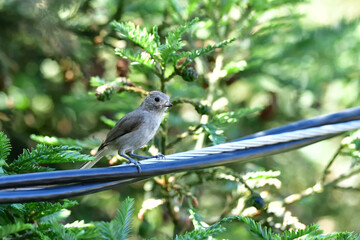 Tufted titmouse aka Baeolophus bicolor