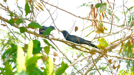 Cuckoo on a branch
