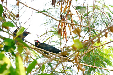 Cuckoo on a branch
