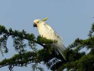 Wild sulfer-crested cockatoo perched in tree - Australia