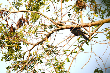 Cuckoo on a branch
