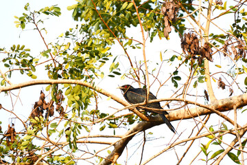 Cuckoo on a branch
