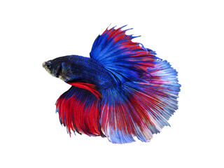 Obraz premium Betta fish multi color / close up isolate siamese fighting fish with clipping path / beautiful vivid abstract and fancy of fin