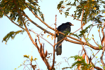 Cuckoo on a branch
