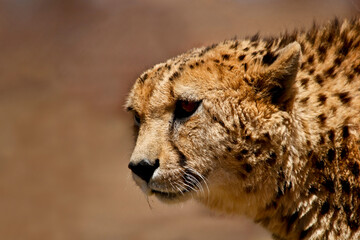 Head and shoulders portrait of an African cheetah