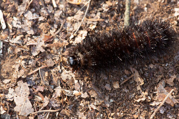 Black form of wooly bear caterpillar in Tolland, Connecticut.