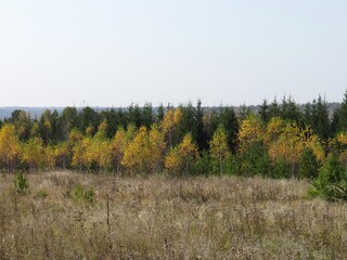 Fototapeta premium autumn forest in the autumn