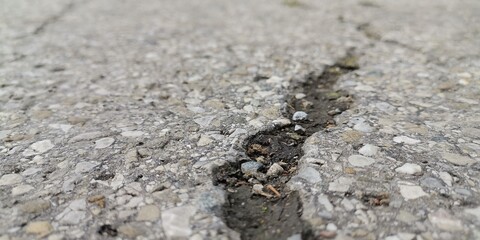 ants on the ground