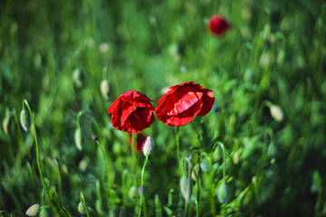 red poppy flowers