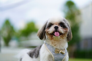 Portrait happy shisu dog in the park.