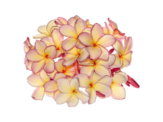 isolated closeup texture of plumeria blossom flower for topical aroma and relax in spa / die cut object with clipping paths for design or background