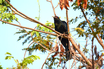 Cuckoo on a branch
