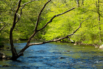 Dead tree branches over the Willimantic River in Tolland, Connecticut.