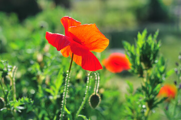blooming red poppy on a background of summer greenery
