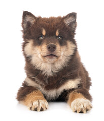  puppy Finnish Lapphund in studio