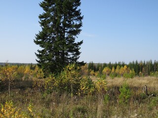 Landscape with a lake in the woods. the village road descends from the hill.