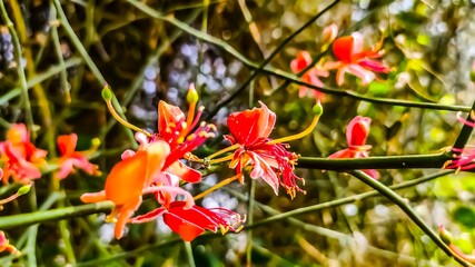 Blossoming flowers of capparis decidua (bare caper), wild bush flowers, close up view