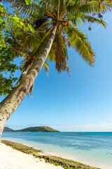 Tall palm trees on an island beach
