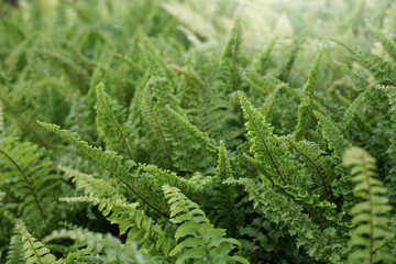 Fern Leaves plant pattern for background.