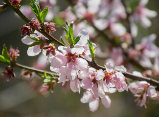 Peach blossoms 