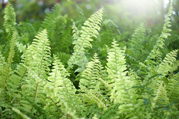 Fern Leaves plant pattern for background.