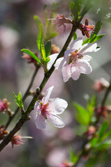 Peach blossoms 