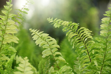 Fern Leaves plant pattern for background.